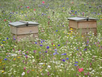 Bee Hives in Somerset